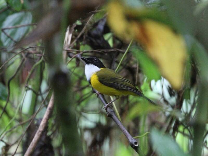Black-chinned Whistler, Photos 4