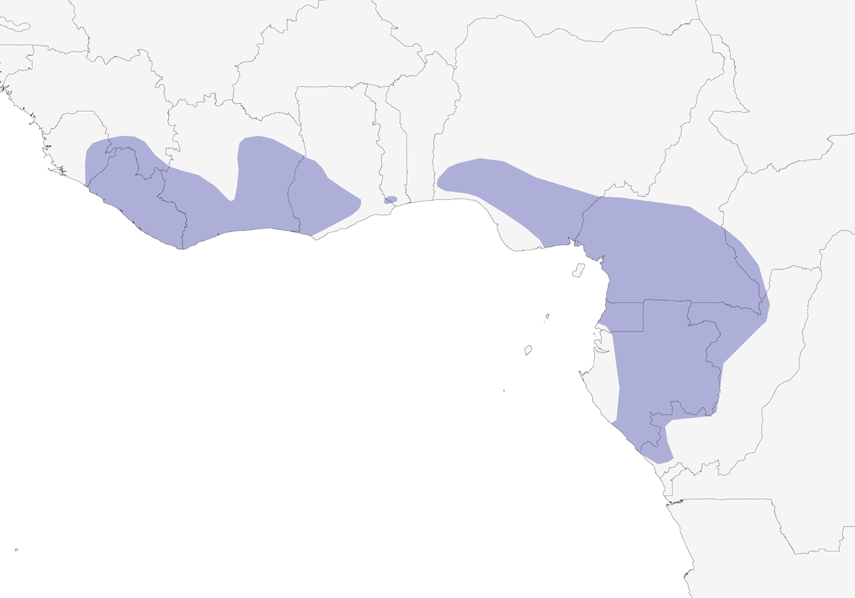 Calao Enano Occidental, Distribución 1