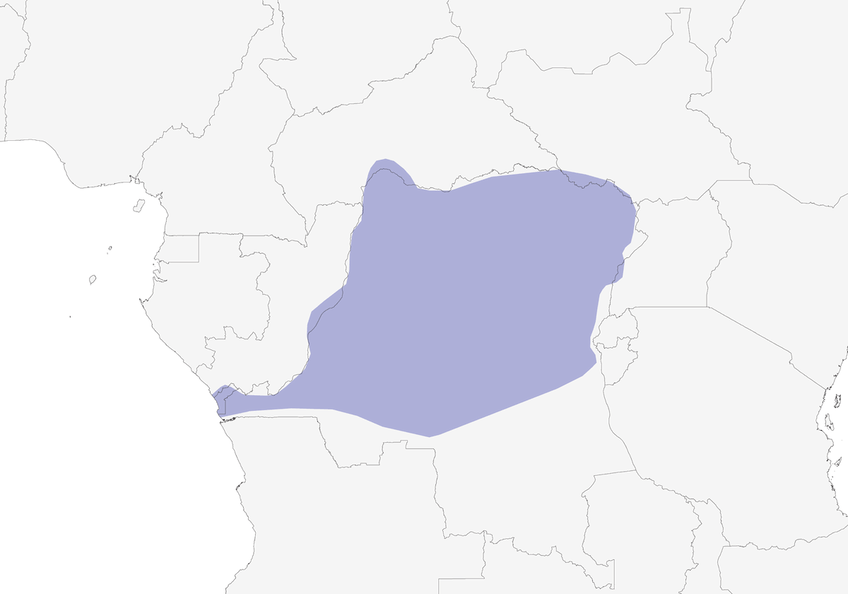 Calao Enano Oriental, Distribución 1