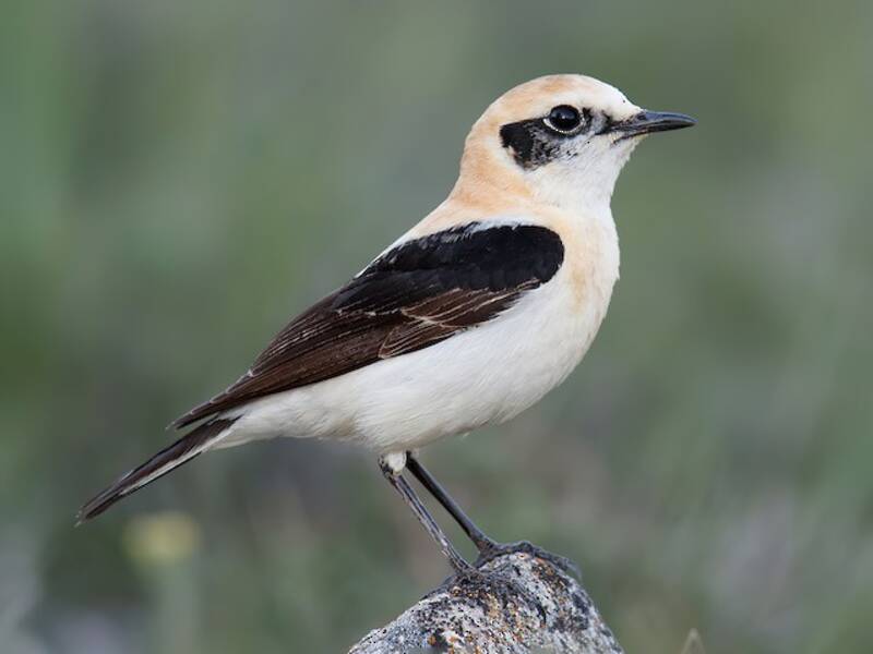 Western Black-eared Wheatear, 照片 2
