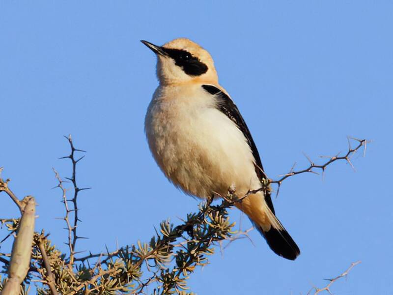 Western Black-eared Wheatear, 照片 4
