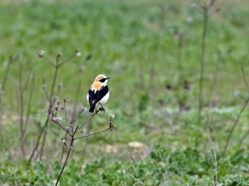 Western Black-eared Wheatear, 照片 3