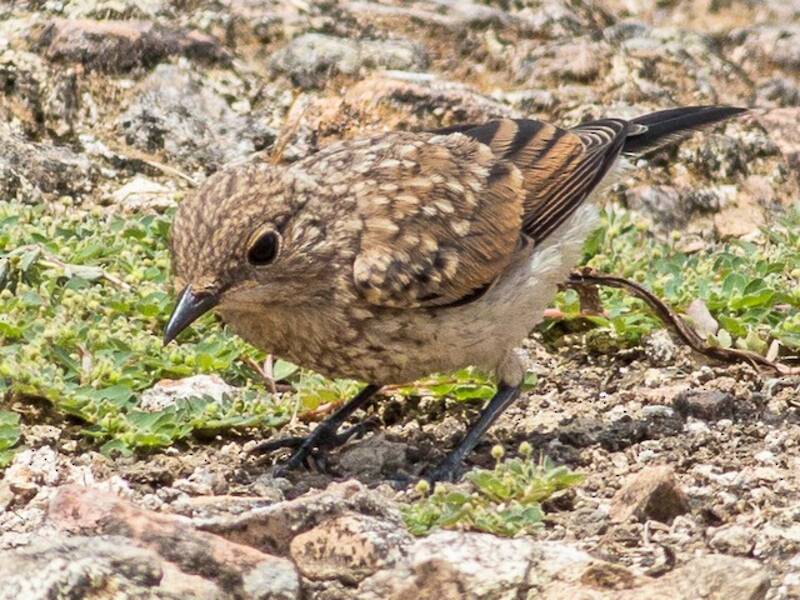 Western Black-eared Wheatear