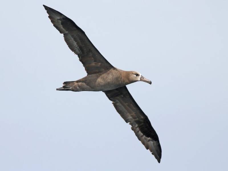 Schwarzfußalbatros, Fotos 4