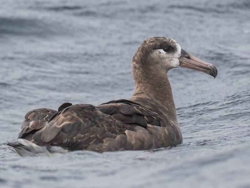 Schwarzfußalbatros, Fotos 2