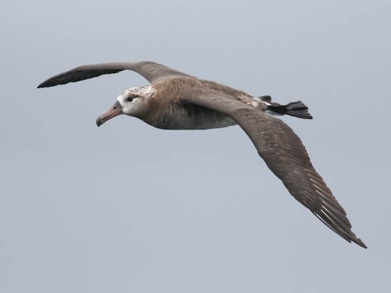 Schwarzfußalbatros, Fotos 3