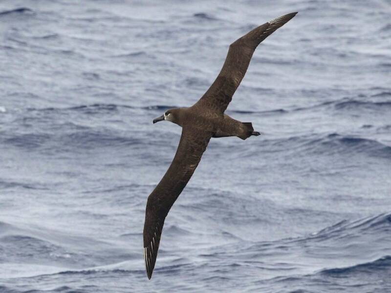 Black-footed Albatross (Phoebastria nigripes)