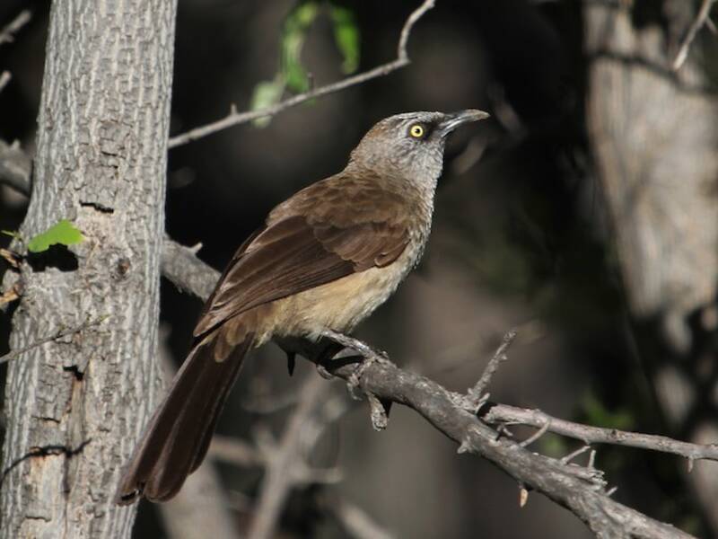 Garrulo dalla faccia nera, Foto 2
