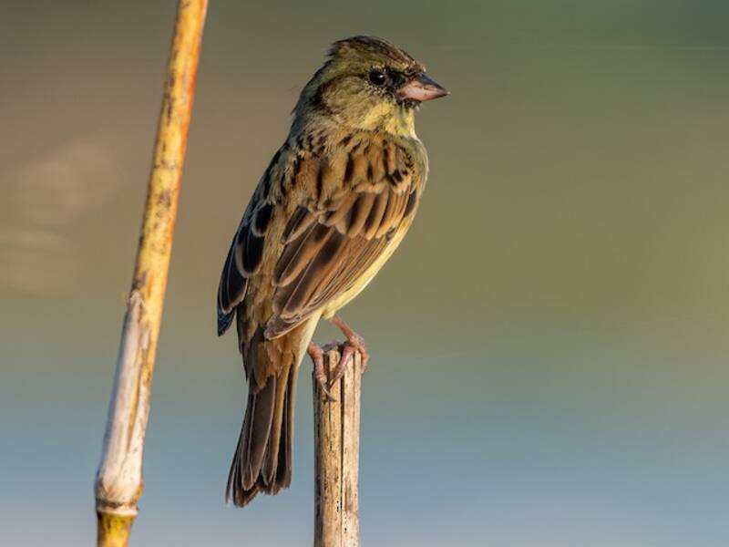 Black-faced Bunting