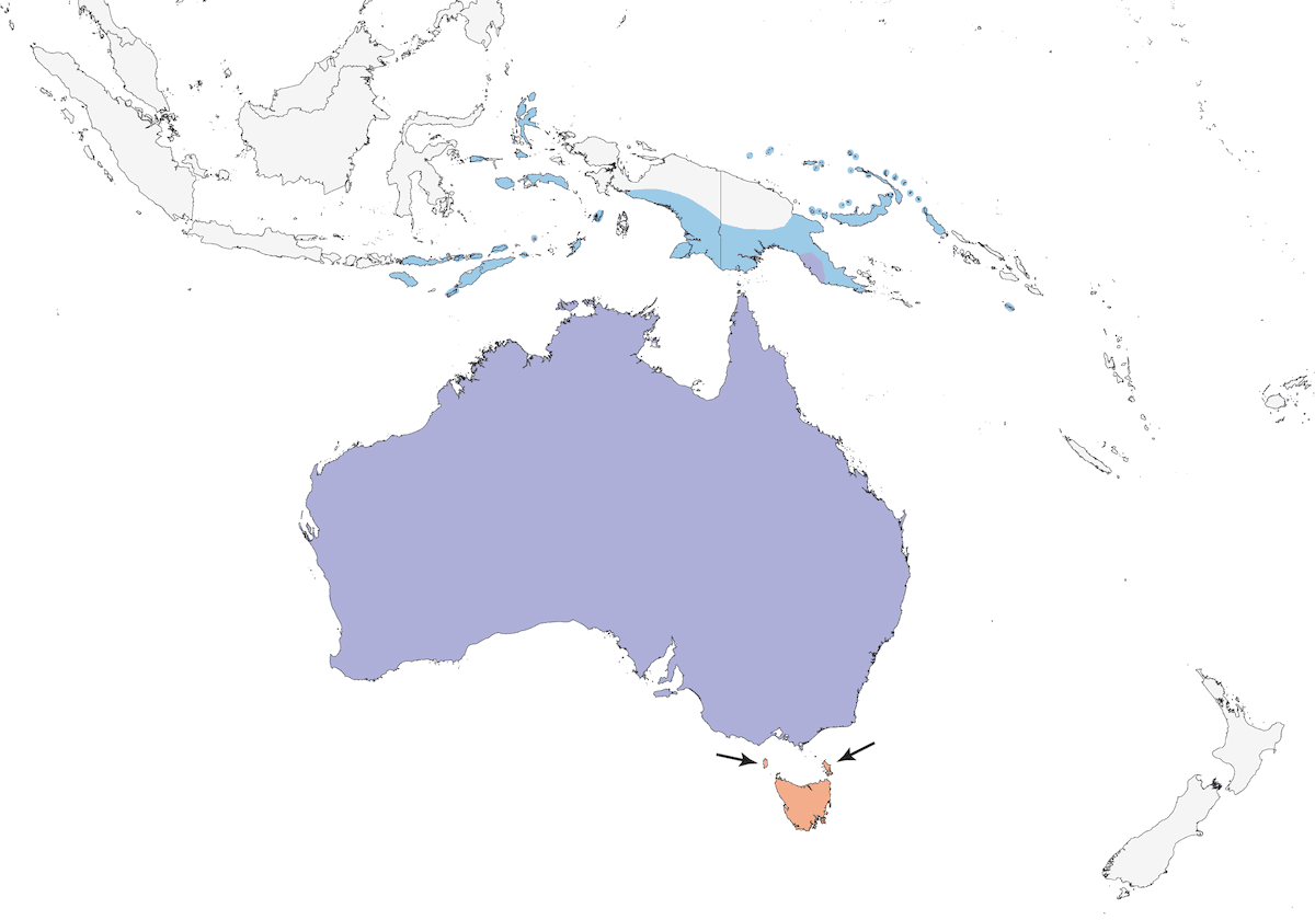 Oruguero carinegro, Distribución 1