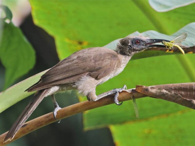 Oiseau-moine de Buru, Photos 4
