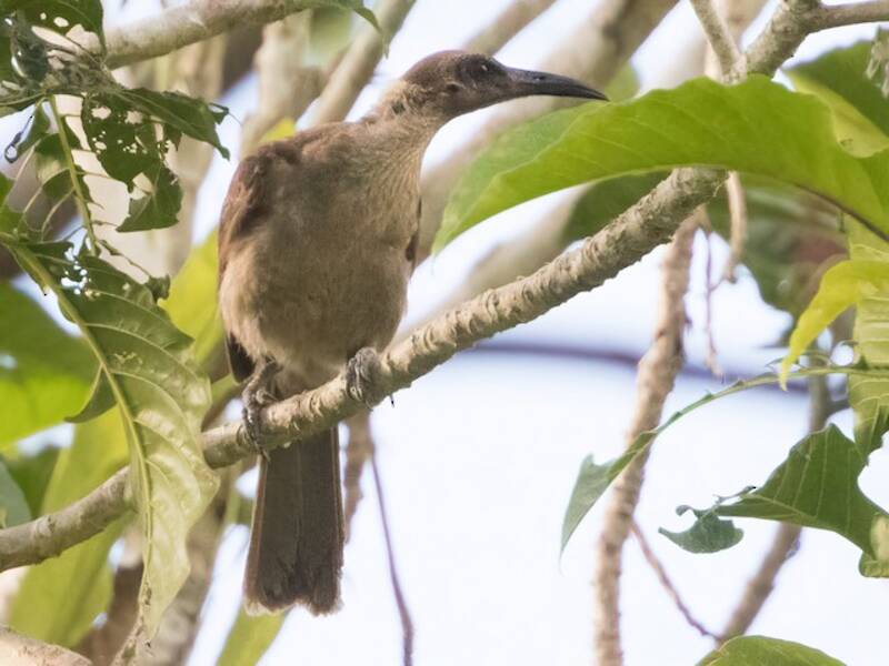Oiseau-moine de Buru, Photos 2