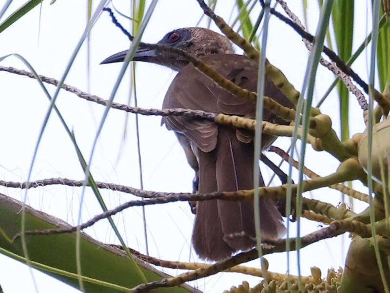 Oiseau-moine de Buru, Photos 3