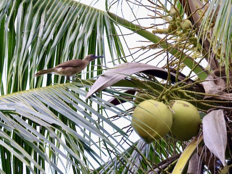 Buru Friarbird