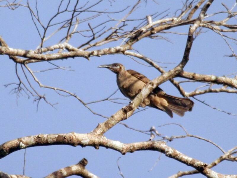 Uccello frate di Tanimbar, Foto 4