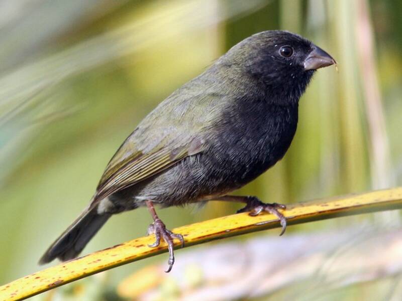 Black-faced Grassquit, 照片 3