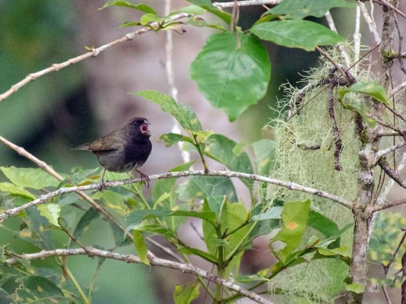 Black-faced Grassquit, 照片 4