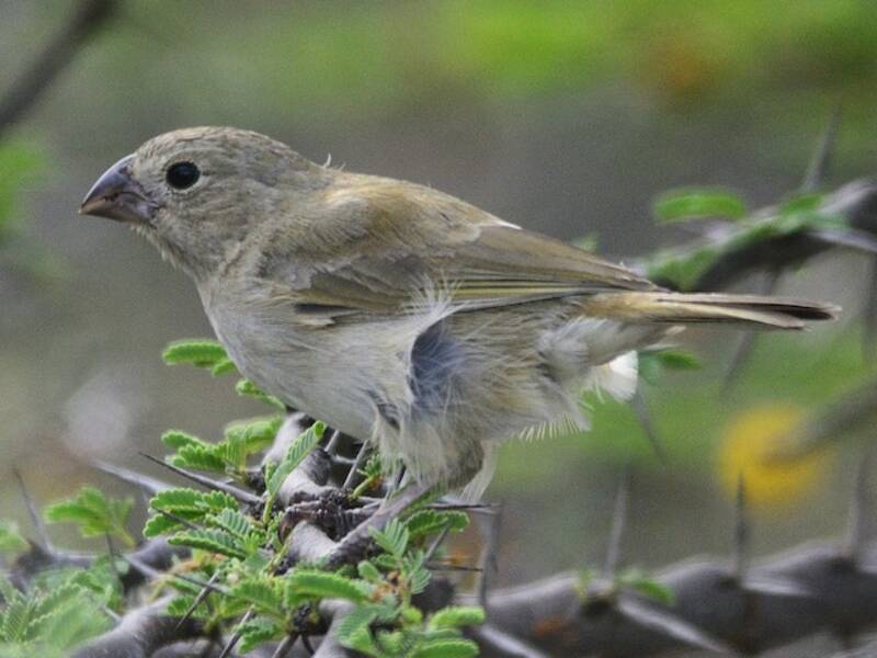 Black-faced Grassquit, 照片 2