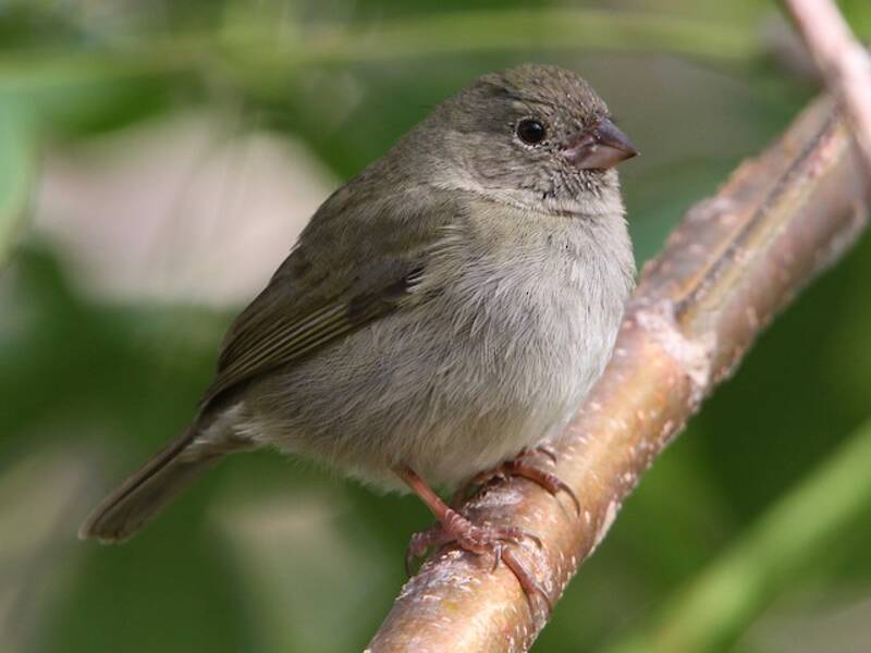 Black-faced Grassquit