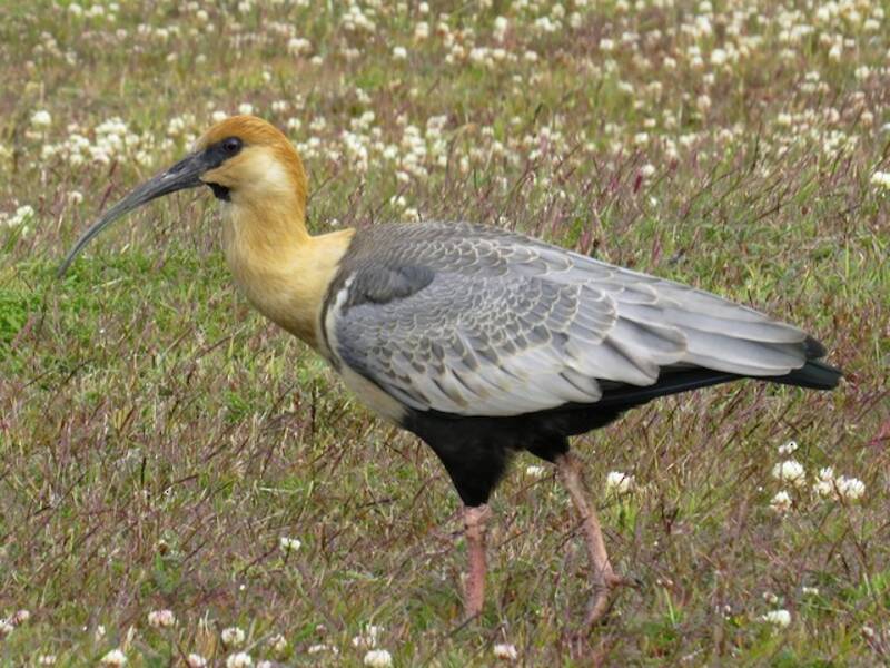 Ibis faccianera, Foto 4