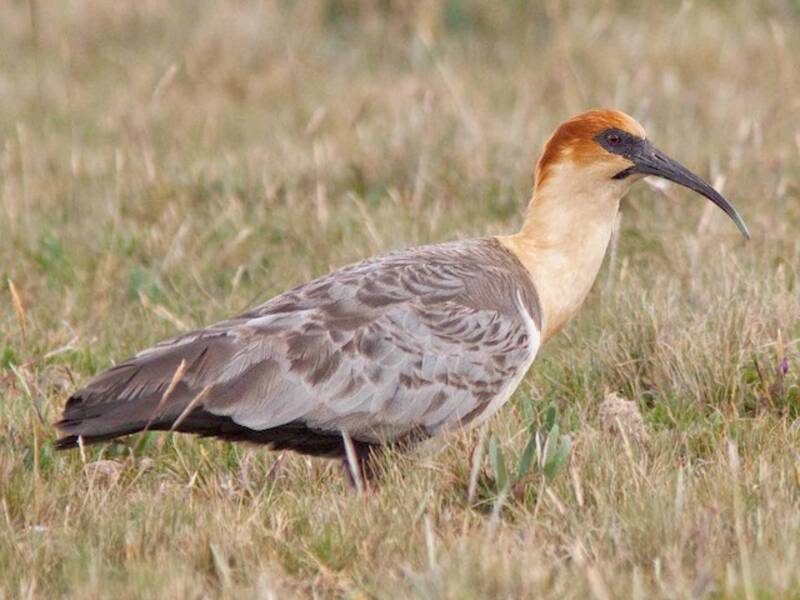 Andean Ibis