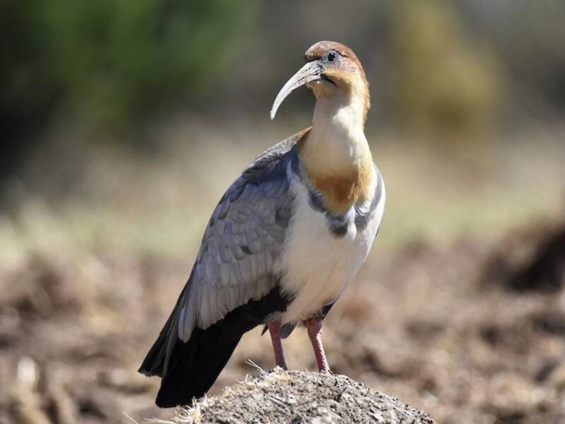 Andean Ibis, 照片 3