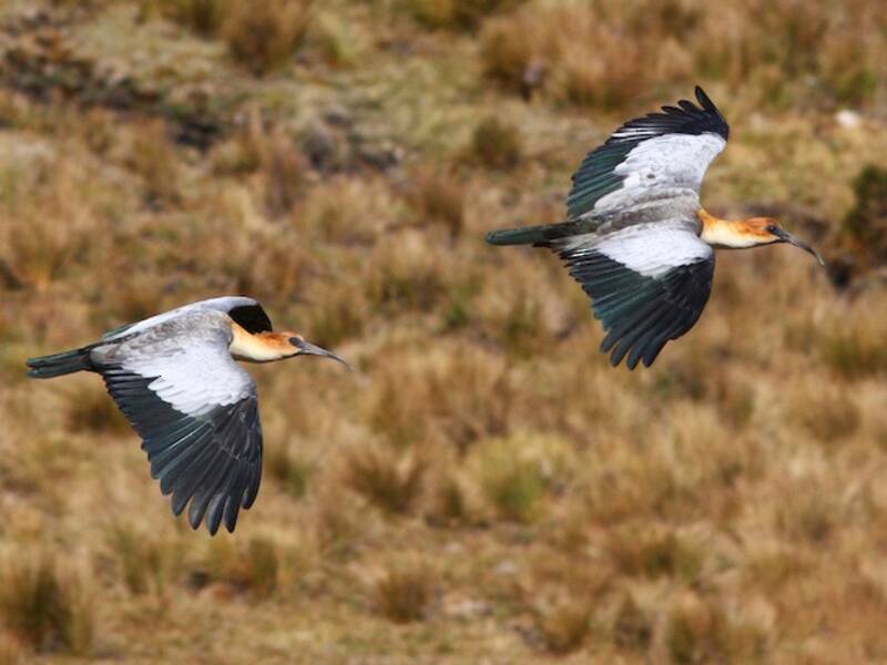 Andean Ibis, 照片 2
