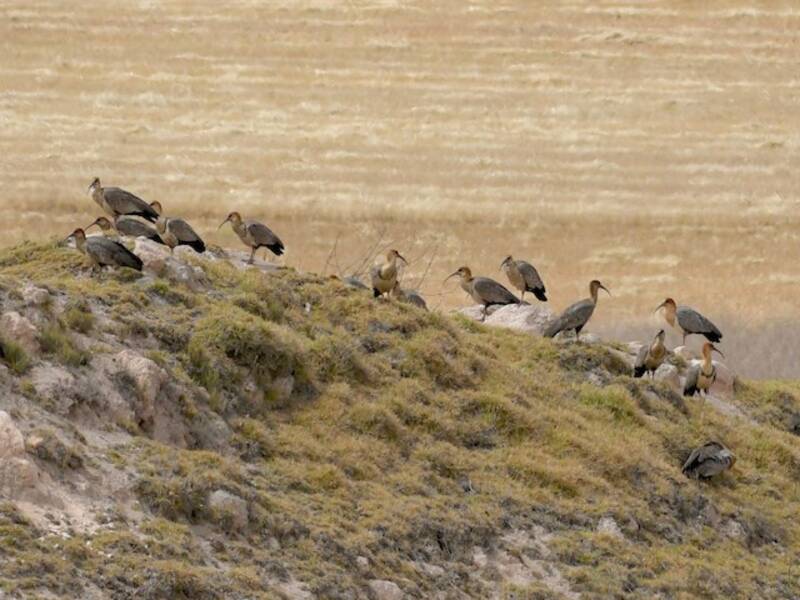Andean Ibis, 照片 4