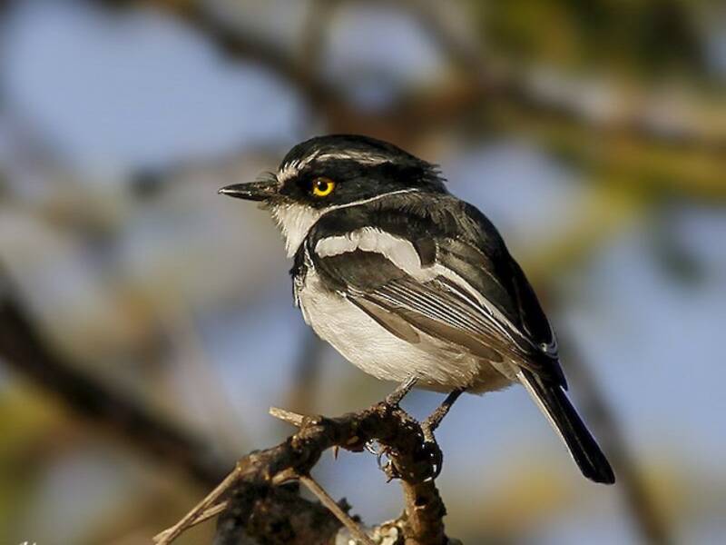 Western Black-headed Batis, Photos 4