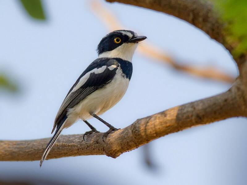Batis dalla testa nera occidentale