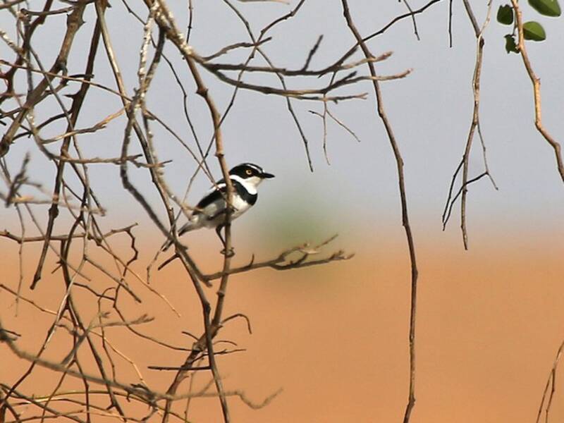 Western Black-headed Batis, Photos 3