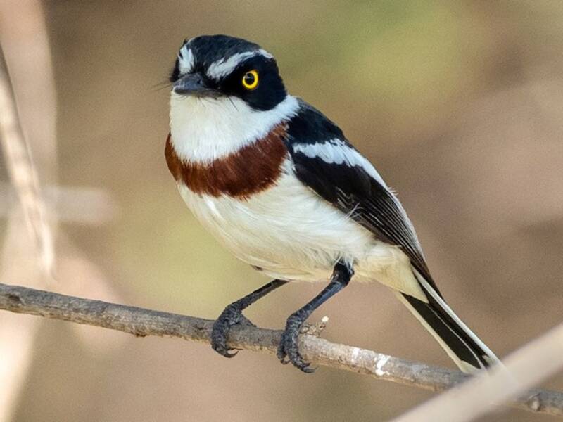 Western Black-headed Batis, Photos 2
