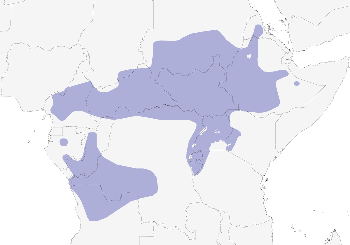 Western Black-headed Batis, Distribution 1