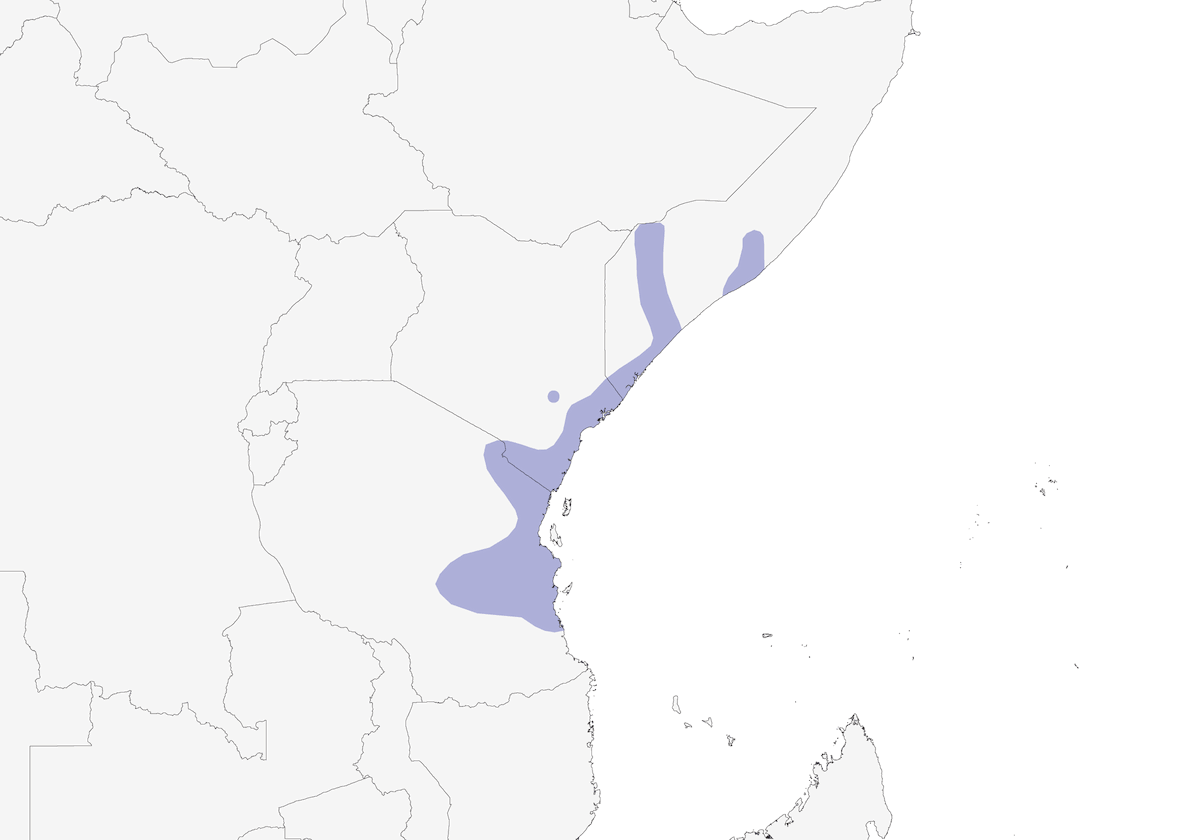 Batis dalla testa nera orientale, Distribuzione 1