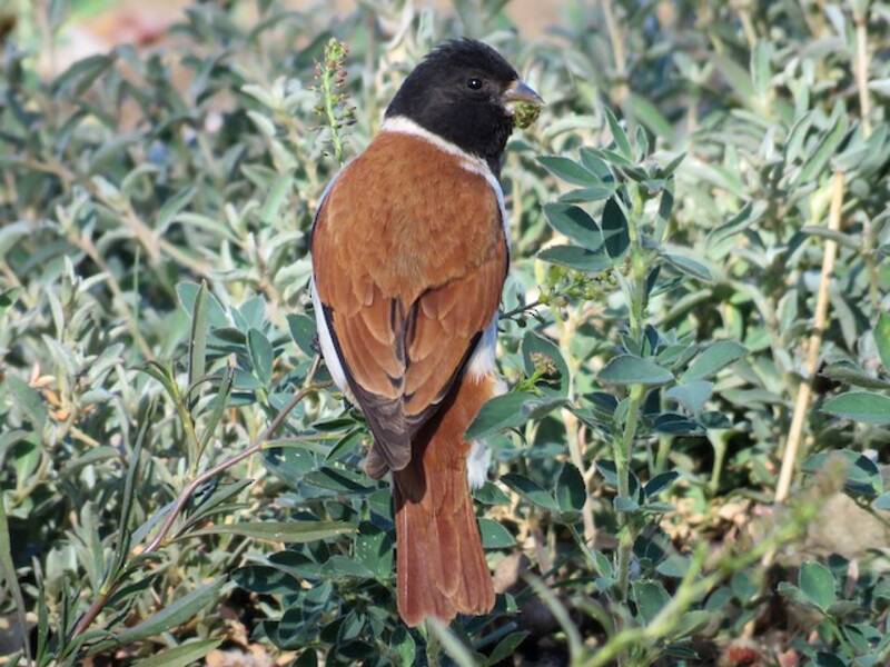 Schwarzkopfkanarienvogel, Fotos 3
