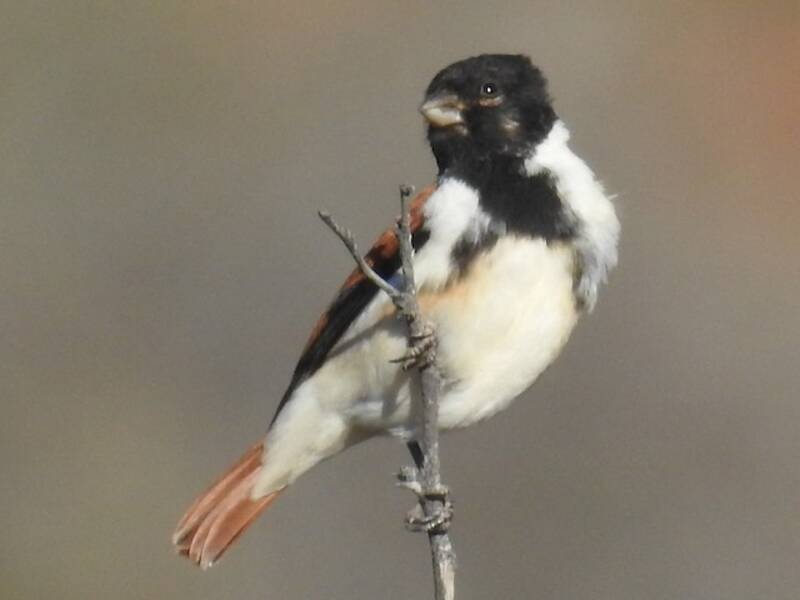 Schwarzkopfkanarienvogel, Fotos 4