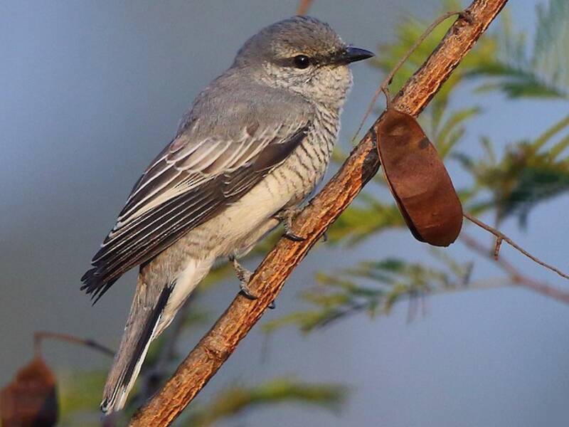 Black-headed Cuckooshrike