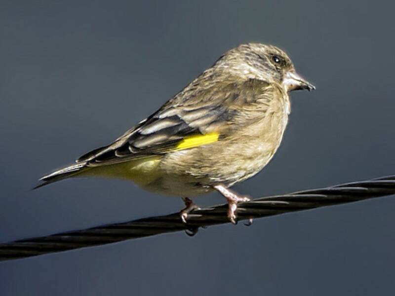 Black-headed Greenfinch