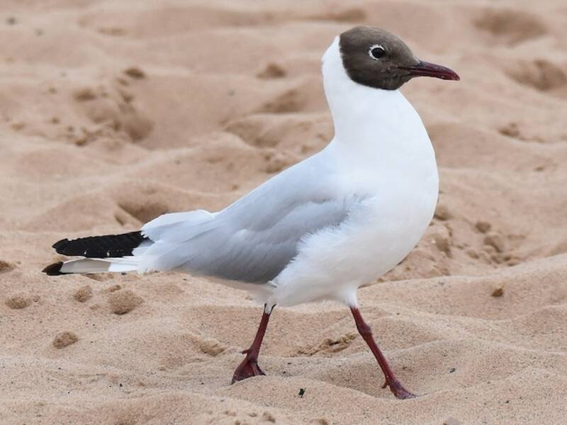 Gaviota cabecinegra, Fotos 2
