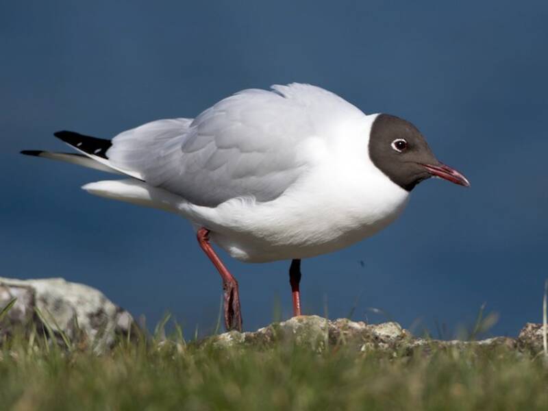 Gaviota cabecinegra, Fotos 3