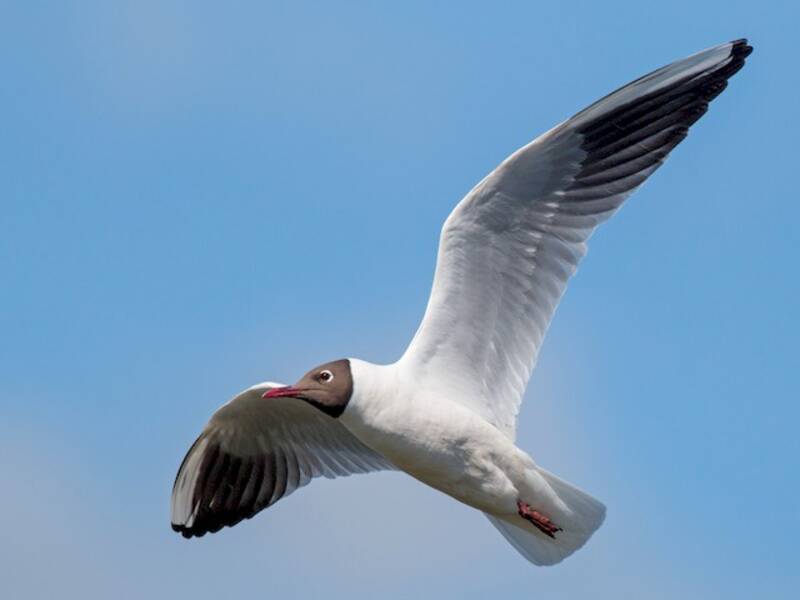 Gaviota cabecinegra