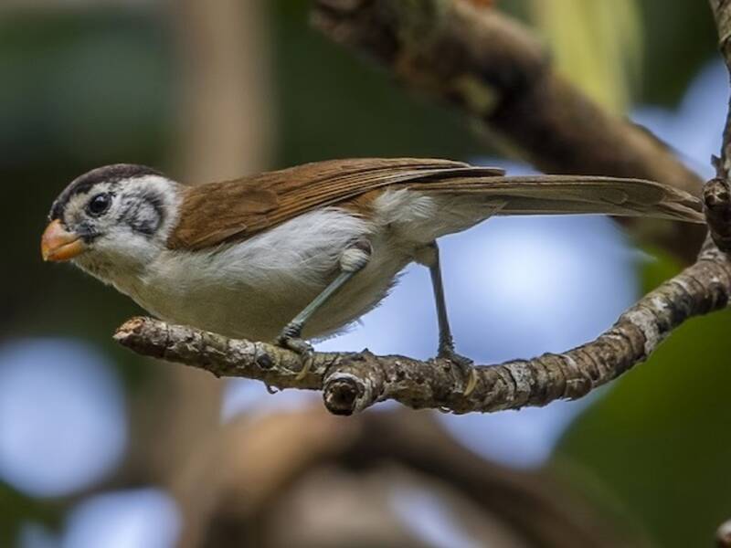 Black-headed Parrotbill, Photos 2