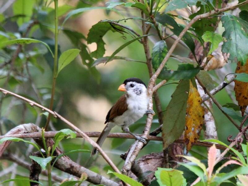 Black-headed Parrotbill, Photos 3