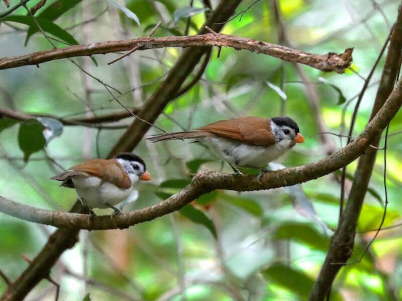 Black-headed Parrotbill, Photos 4
