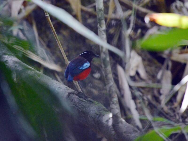 Black-crowned Pitta