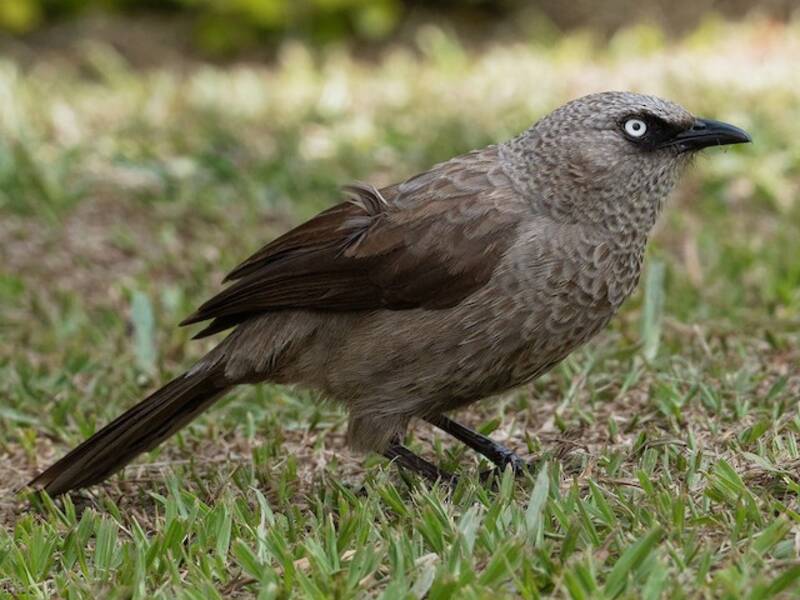 Black-lored Babbler, Photos 2