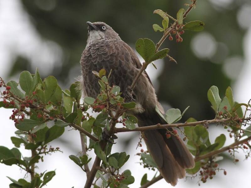 Black-lored Babbler, Photos 4