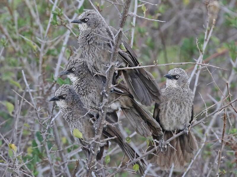 Black-lored Babbler, Photos 3