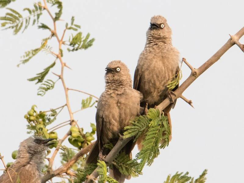 Black-lored Babbler