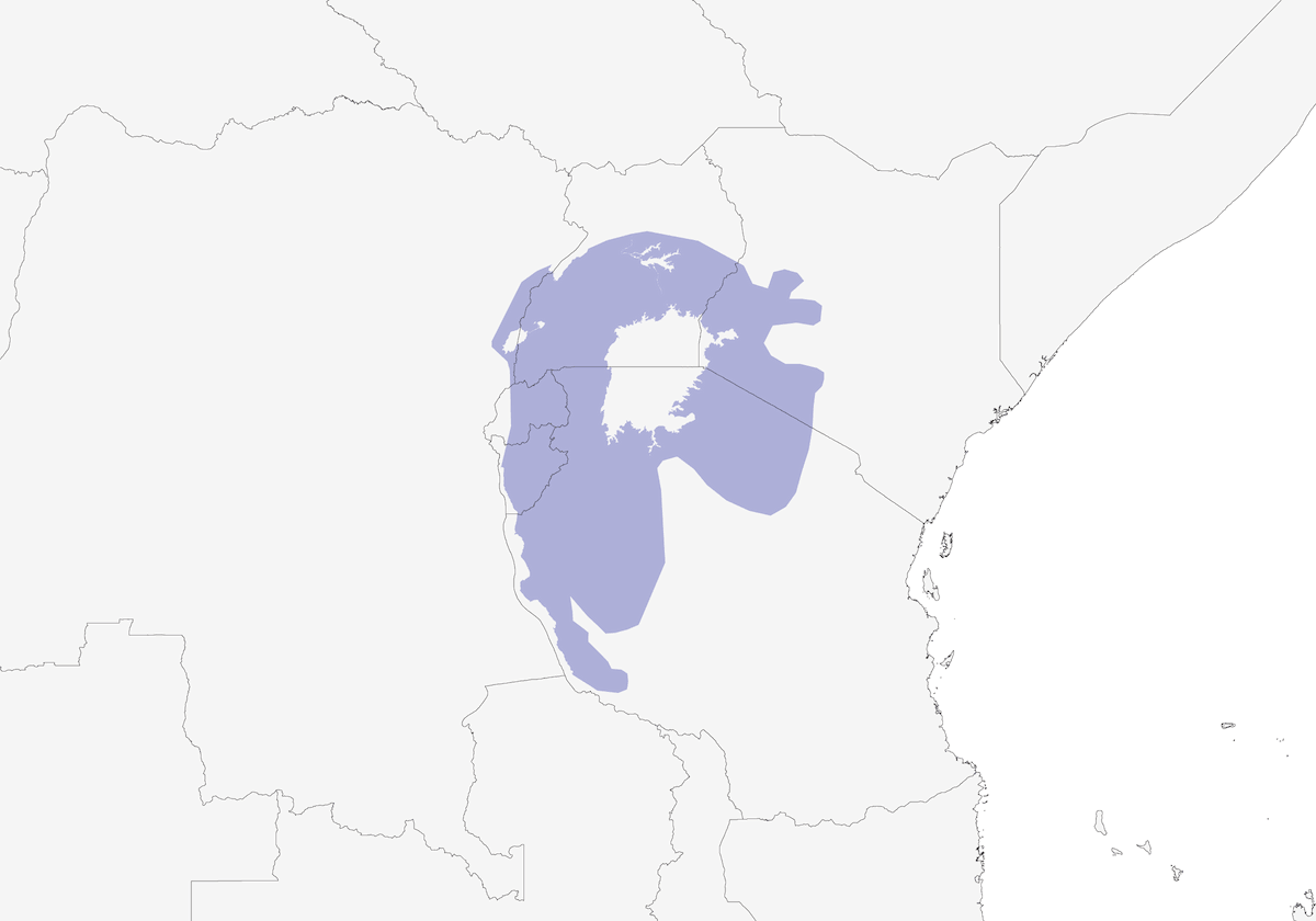 Black-lored Babbler, Distribution 1